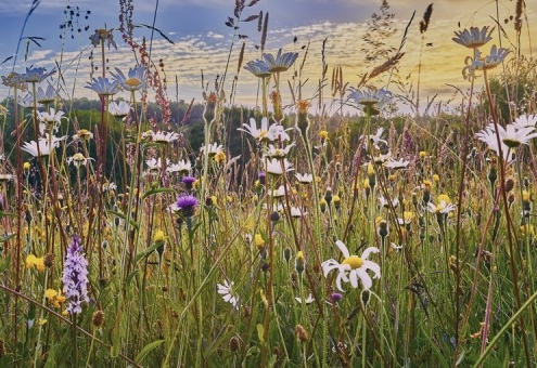 Wildflower Meadow, Image Credit Wildflower Turf