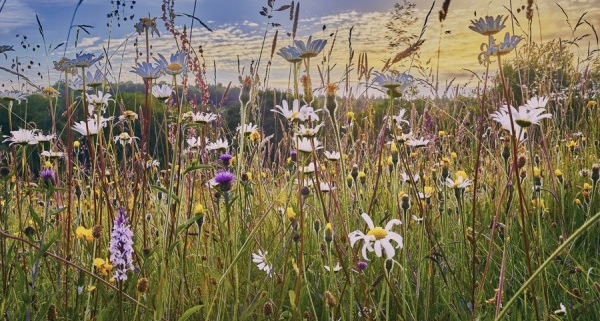 Wildflower Meadow, Image Credit Wildflower Turf