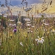 Wildflower Meadow, Image Credit Wildflower Turf