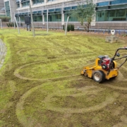 installing grasslands at Glaxo Smith Kline