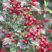 hawthorn Hedge