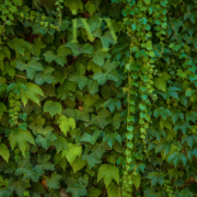 Ivy