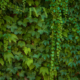Ivy